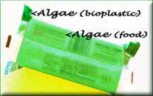 Algae Food