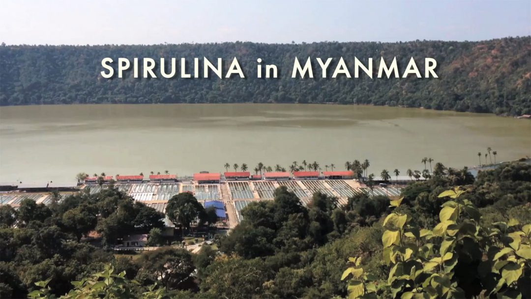 Myanmar Spirulina Spirulina Source