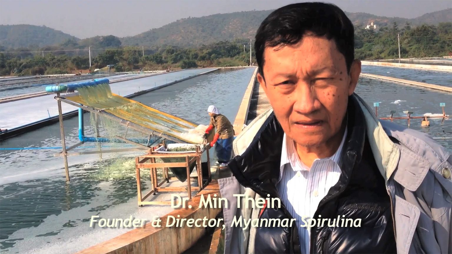 Myanmar Spirulina Spirulina Source