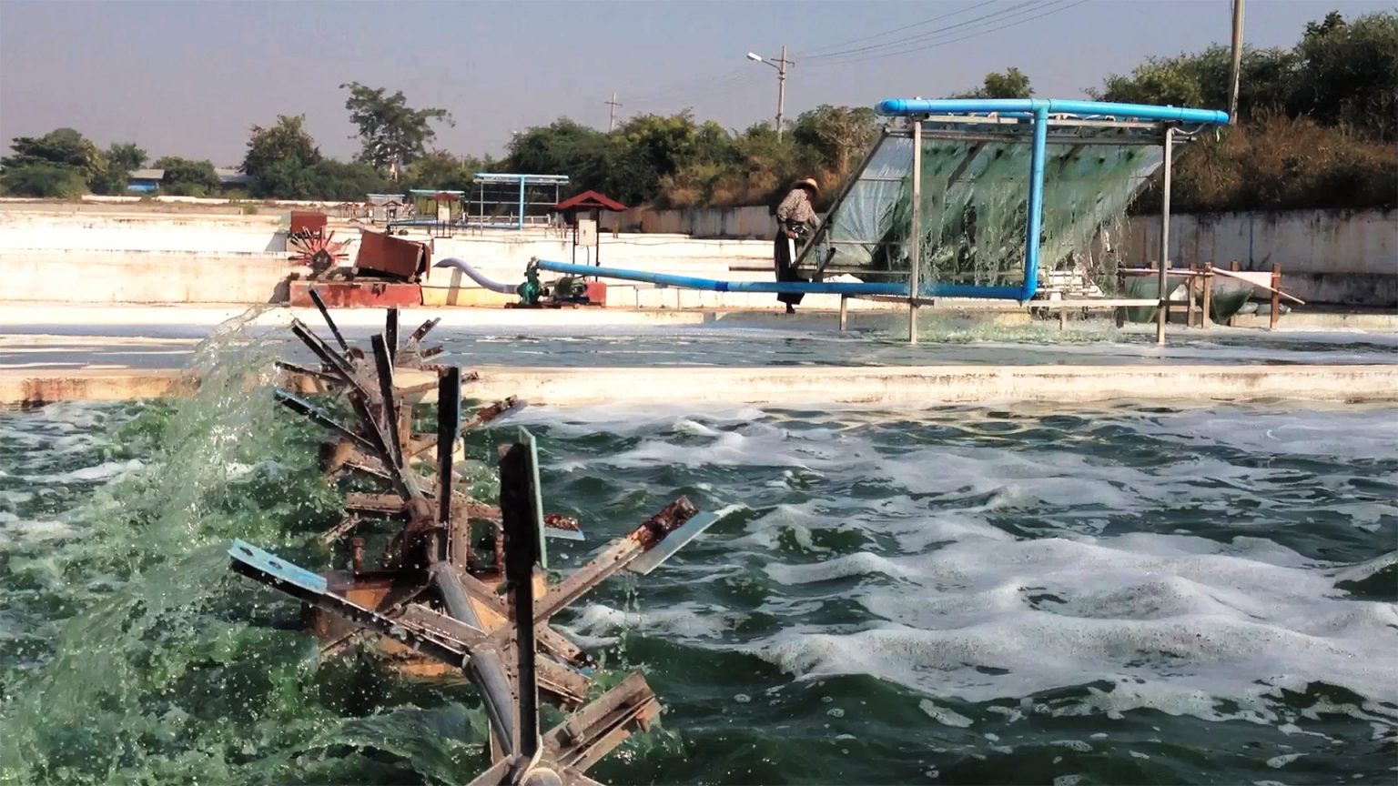 Myanmar Spirulina Spirulina Source