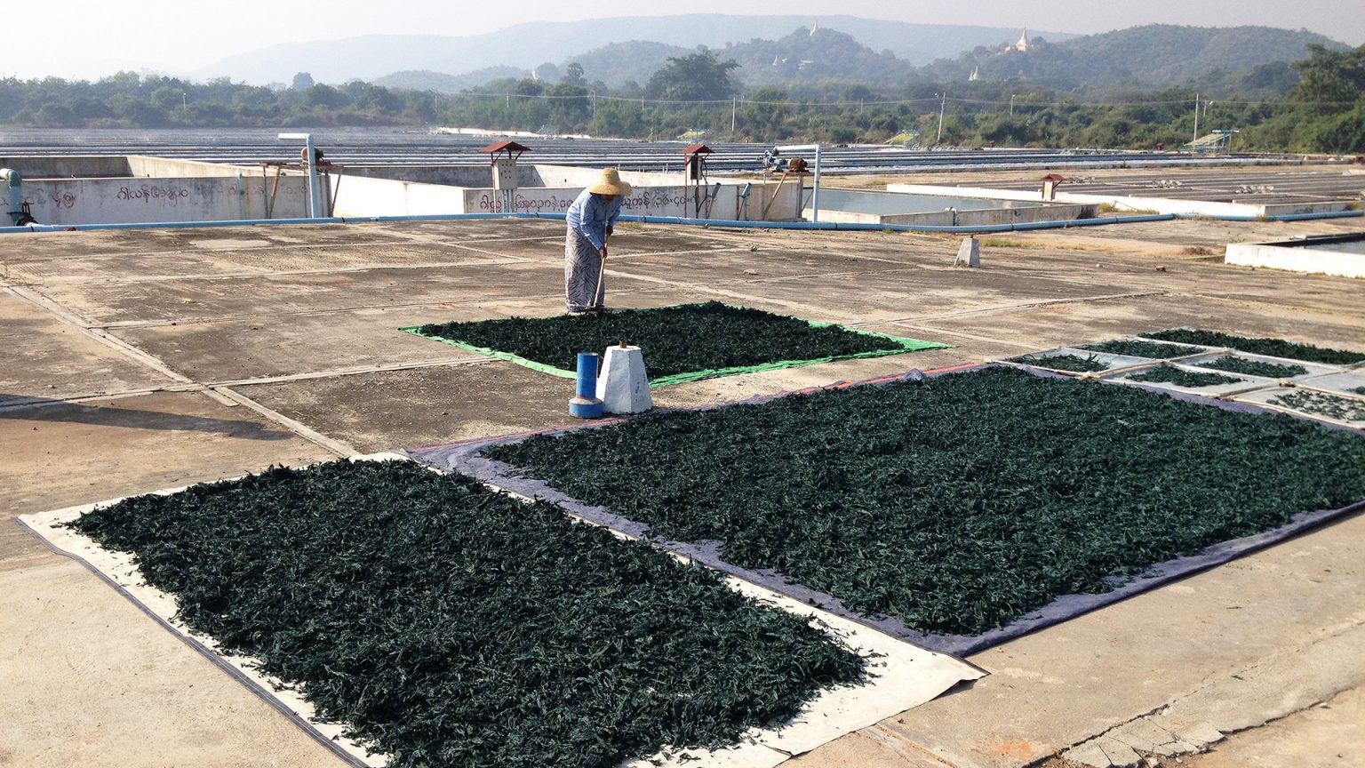 Myanmar Spirulina Spirulina Source