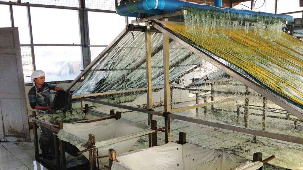 Myanmar Spirulina Spirulina Source