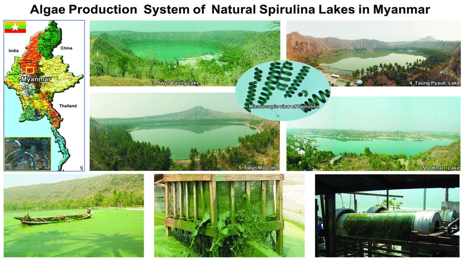 Myanmar Spirulina Spirulina Source